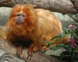 (Leontopithecus rosalia)