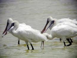 Spoonbill Platalea minor,