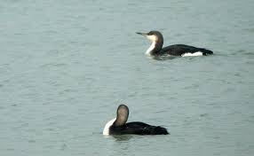 Loon Gavia pacifica,