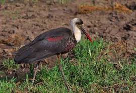 Ciconia abdimii