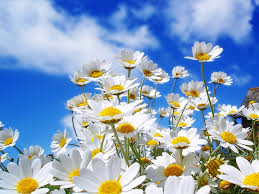 flores-margaritas.jpg