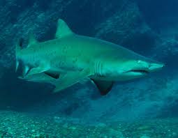 (Carcharias taurus) is one