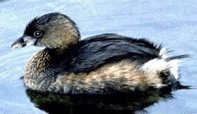 Podilymbus podiceps.