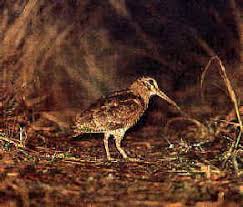 Scolopax mira (monotypic)
