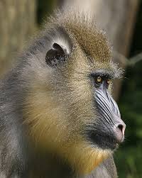 Mandrillus sphinx - Mandril by