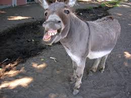 ... donkey in Balaam's disobedience ...