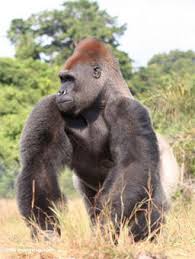 Pictures of Gabon: gorillas,