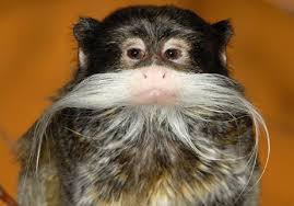Saguinus mystax also known