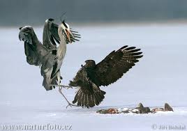 (Buteo buteo)