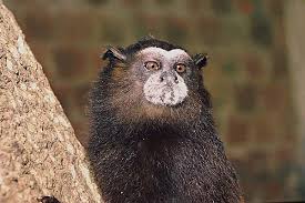Saguinus fuscicollis weddelli