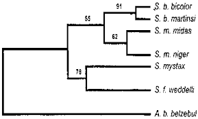 among the Saguinus species