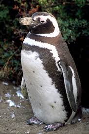 (Spheniscus magellanicus)