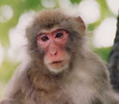 monkey (Macaca fuscata)