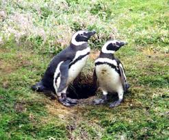 of Spheniscus magellanicus