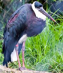 Stork (Ciconia episcopus)