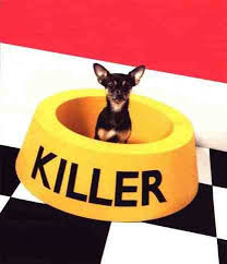 Funny Tiny Dog Named Killer Clip ...