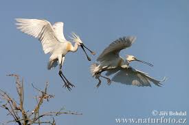 (Platalea leucorodia)