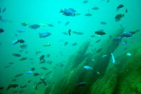 Mbuna Cichlids | Lake Malawi
