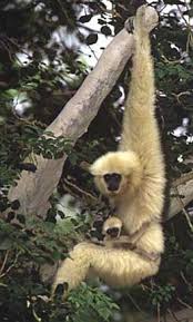 White-handed gibbon (Hylobates