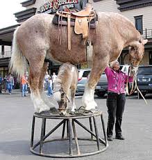 Her big horse, Bash&amp;rsquo;s is 19 hands ...