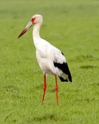 Ciconia stormi