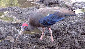 ibis (Pseudibis papillosa)