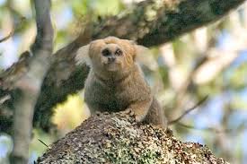 (Callithrix flaviceps).