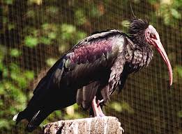 العلمي: Geronticus eremita