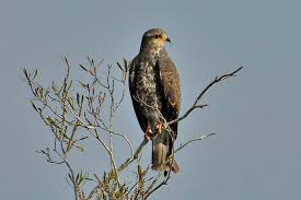 (Rostrhamus sociabilis)