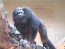 Leontopithecus chrysopygus