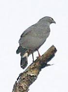 Geranospiza caerulescens