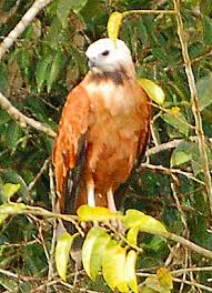 File:Busarellus