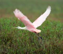 Spoonbill (Platalea ajaja)