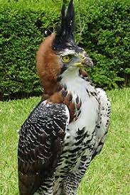 Spizaetus ornatus