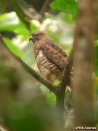 Hawk - Buteo platypterus