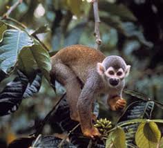 Allocebus trichotis