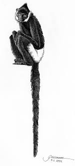 (Trachypithecus delacouri)