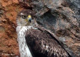 (Hieraaetus fasciatus)