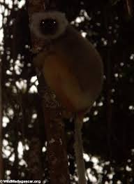 Propithecus diadema