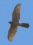 Accipiter cirrocephalus