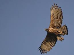(Spizaetus nipalensis) is