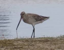 Godwit (Limosa lapponica)