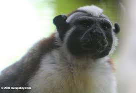 saguinus geoffroyi ）