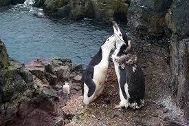 (Pygoscelis antarctica) in