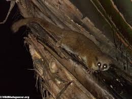 Cheirogaleus major