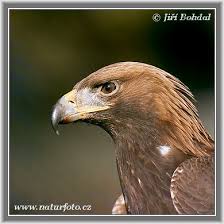Aquila chrysaetos Pictures