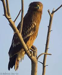 Eagle (Aquila clanga) is a
