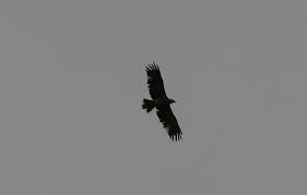 Imperial Eagle (Aquila heliaca