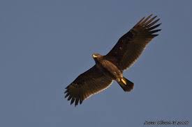 EAGLE (Aquila clanga)