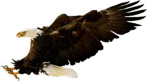 (Haliaeetus leucocephalus)